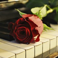 *** Rose on the piano ***