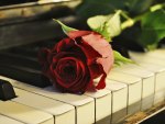 *** Rose on the piano ***