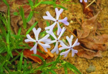 wild flowers - outdoors, nature, photography, wild flowers