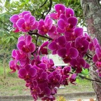 Gorgeous orchids