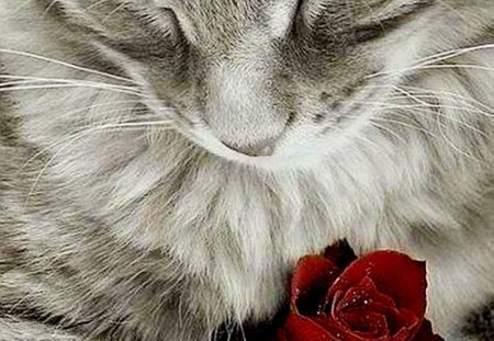 Cat with red rose - image, color, wallpper, new