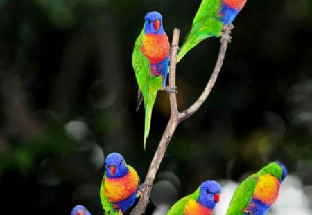 Beautiful colorful parrot - color, parrot, image wallpper, new