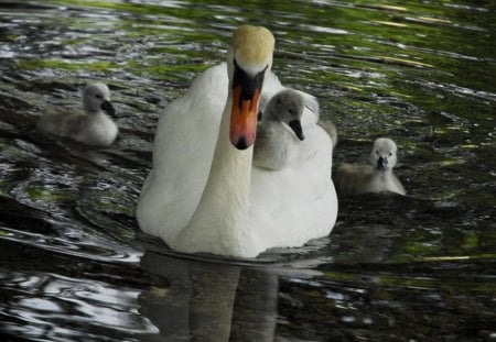 Mama swan - image, color, wallpper, new