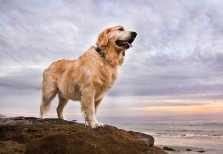 Watching on the rocky coast - new, image, color, wallpper