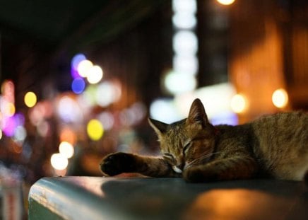 Cat - sleeping, beauty, cat face, hat, animals, sleepy, paws, face, pretty, cute, cat, kitty, lovely, kitten, cats, beautiful, sweet