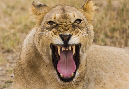 Lion - sleepy, cute, beautiful, cat, sleeping, kitty, cats, hat, cat face, paws, face, animals, pretty, beauty, sweet, kitten, lovely