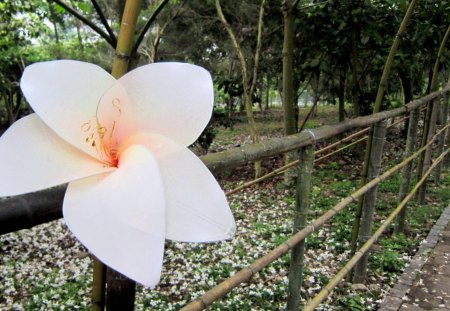 Tung Blossom trail - white, trail, Tung Blossom, beautiful, fallen flowers, park