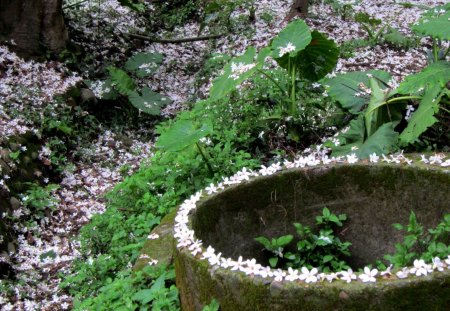 Fallen flowers of Tung Blossom - fallen flowers, forest, trail, foresttrail, tung blossom