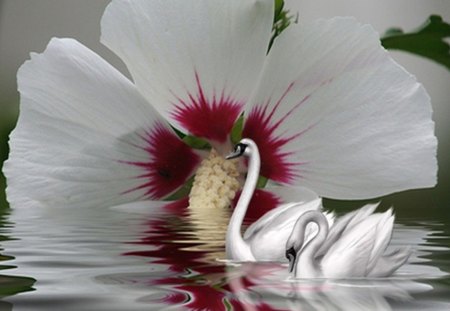 Reflection - collages, swan, abstract, flowers