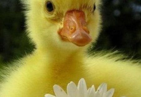 cute fluffy ducky - yellow, fluffy, ducky, cute, daisies