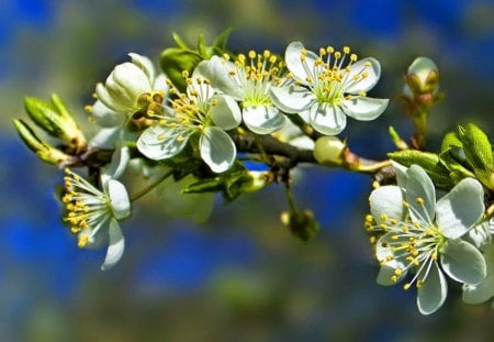 Spring blossoms - pretty, blossoms, cherry, spring, flowering, scent, plum, nice, sky, branches, delicate, beautiful, fragrance, lovely, blooming, tree, nature