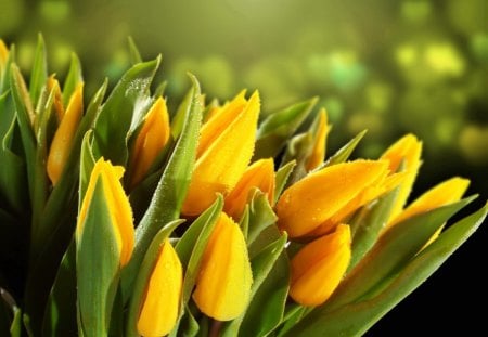 Pretty tulips - pretty, yellow, leaves, flowers, rain, nice, delicate, water, beautiful, drops, wet, lovely, bouquet, tulips, nature, tender, gift