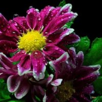 Lovely wet flower