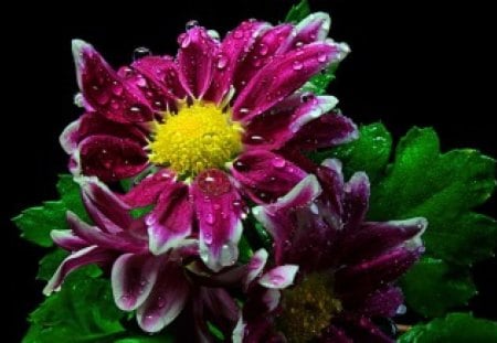 Lovely wet flower - nice, droplets, delicate, oetals, chrysantemum, wet, tender, lovely, pretty, beautiful, leaves, daisies, flower, drops