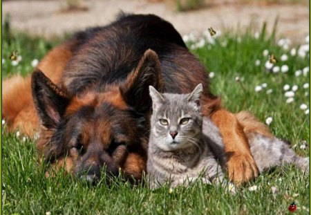 we are good  friends - dog, friends, nature, cat