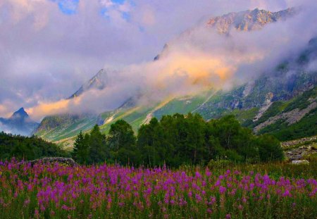 Flower fields - flowers, fields, nature, mountain