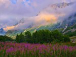 Flower fields