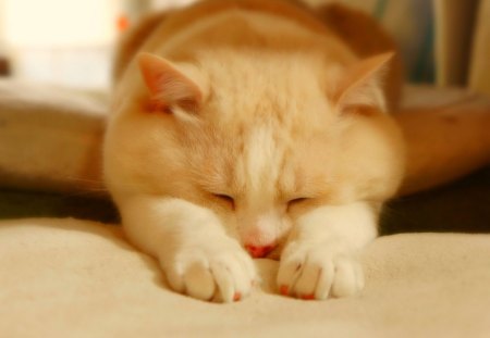 Cute cat - kitty, animals, cute, cat, sleeping