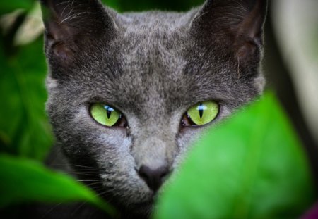 Green eye cat - leaves, green eye, cat, animals