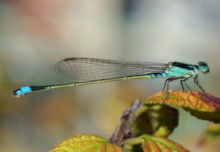 Dragonfly