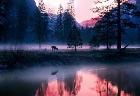 ~Serenity~ - fog, HD, sunrise, morning, forest, dawn, sunset, nature, deer, serenity, mountains, lakes, sky, animals, wallpaper, silent