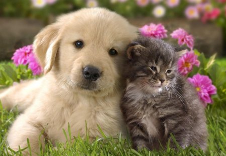 Friends - couple, cat, puppy, kitten, nature, dog, pink, animal, green, grass, garden, cute, friend, flower