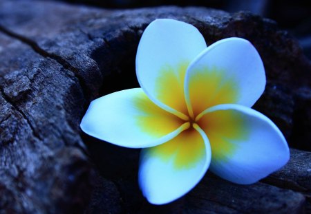 Plumeria - flowers, nature, plumeria, blue, beautiful, photography, flower