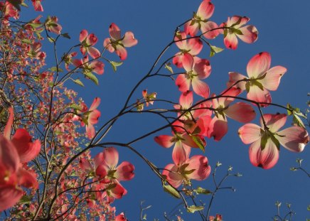 Spring - summer, flower, pink, beauty, spring, blue, sky, orange, branch