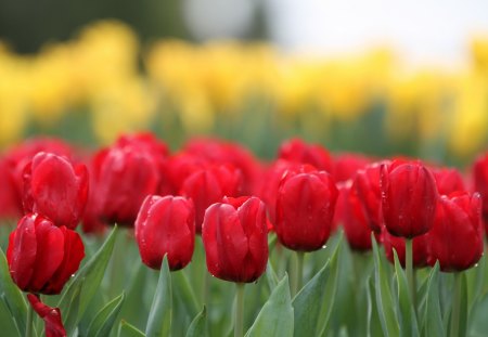 *** Tulips ***