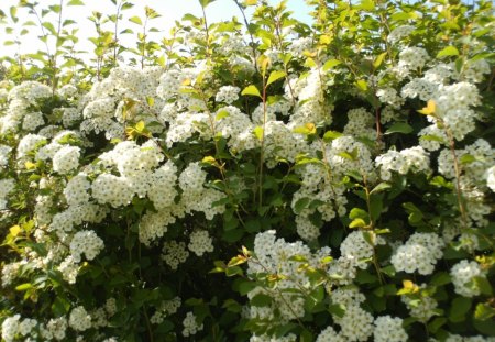 blossoming tree - flowers, spring, beautiful