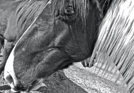 Black and White - paint, perfect, black and white, twohorses, horse