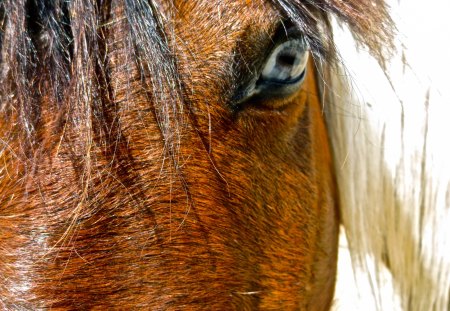 Paint Glass Eye - paint, blueeye, horse, glass, artsy, animal, eye