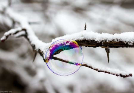 bubble - wp, winter, snow, landscape, bubble, black, white, nature, phtography, bw