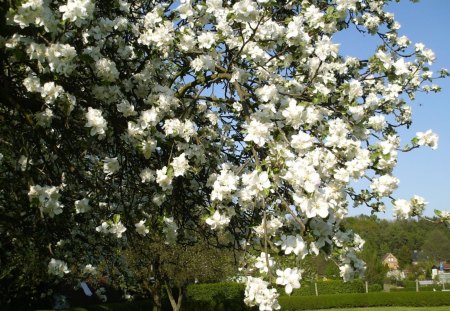 with flowers - flowers at, dawn, sun