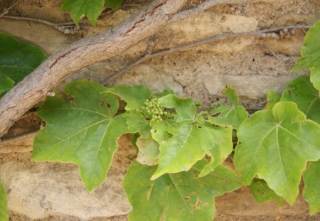 Grapevine On Wall - vine, foilage, wall, grapevine, grapes, plants