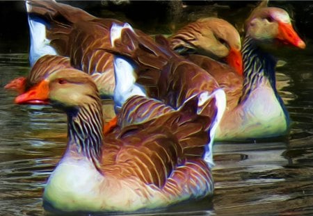 Ducks Oil Painted - oil paint, nature, duck, colorized