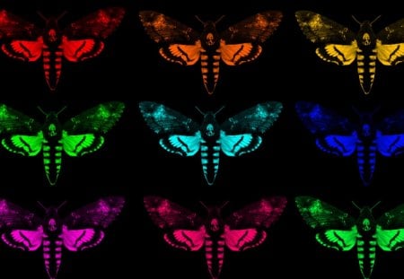 Butterfly Color Collage - lil wayne, butterflies, colors, abstract