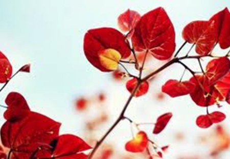 red petals - leaf, red, twig, petals