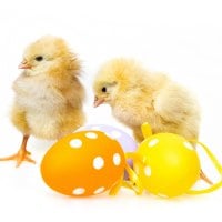 Easter eggs and chickens