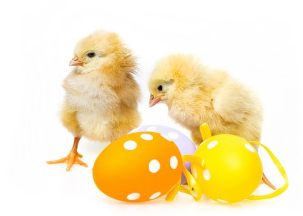 Easter eggs and chickens - eggs, holidays, chickens, special days, easter, event