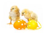 Easter eggs and chickens