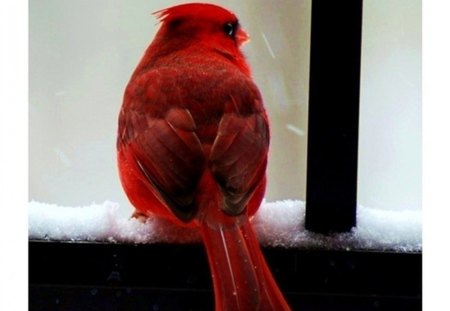 Cardinal in the snow - window, animals, snow, red, birds