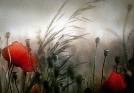 poppies in the field