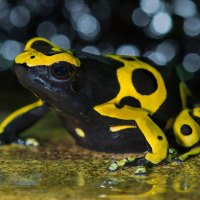 *** Black and yellow frog ***