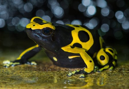 *** Black and yellow frog *** - frog, animal, animals, frogs