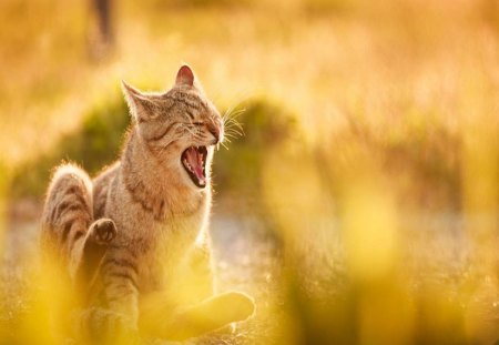 Cat - pretty, cat face, sleepy, paws, kitten, cats, face, sleeping, hat, beautiful, beauty, lovely, sweet, cat, cute, animals, kitty