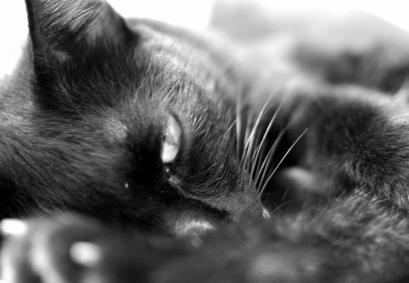 Black cat - sleepy, cute, beautiful, cat, sleeping, kitty, cats, hat, cat face, paws, face, animals, pretty, beauty, sweet, kitten, lovely