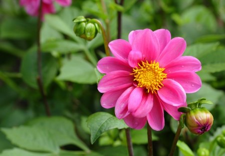 Large Fuschia Colored Dahlia - dahlia, popular, day, wallpaper, pink dahlia, nature, fuschia, pink, petals, leaves, green, flowers, stem, dahlias, flower