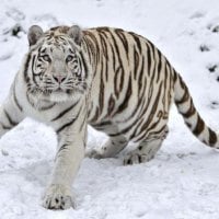 Snow Tiger