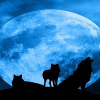 Blue Wolf Dreams